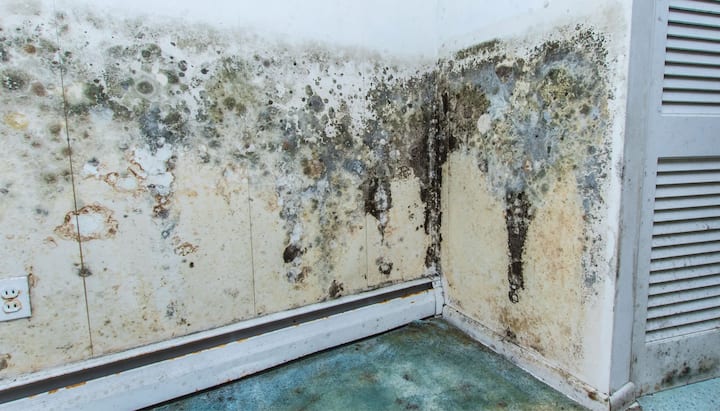 Mold Damage Odor Control Services in Ellicott City